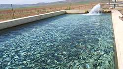 شش طرح کشاورزی شهرستان بم در هفته جهاد کشاورزی به بهره برداری می رسد.